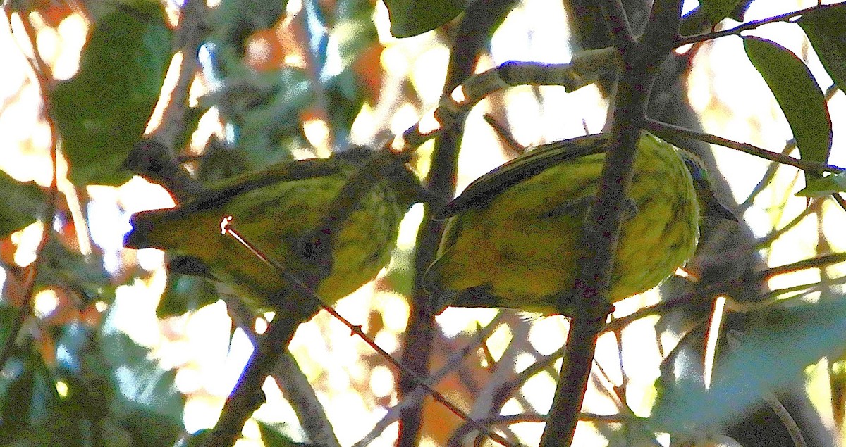 Schlegel's Asity - ML643988505