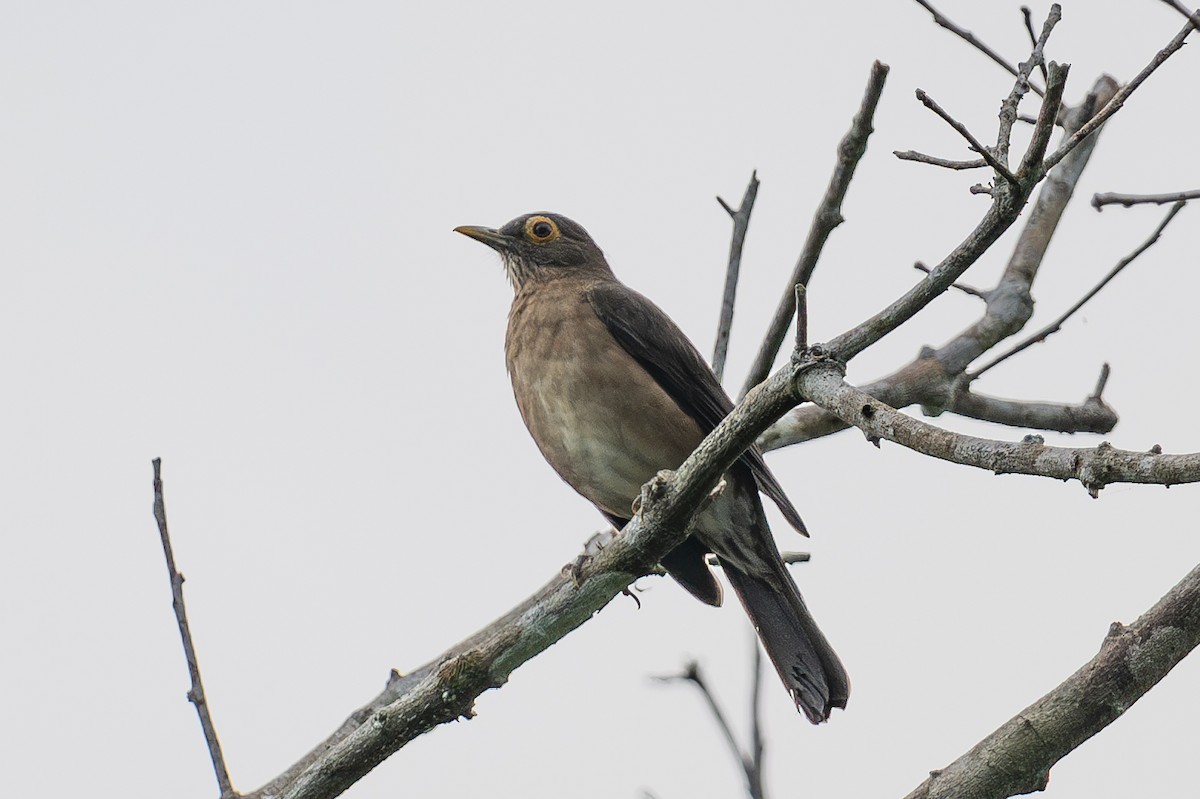 Spectacled Thrush - ML643988528