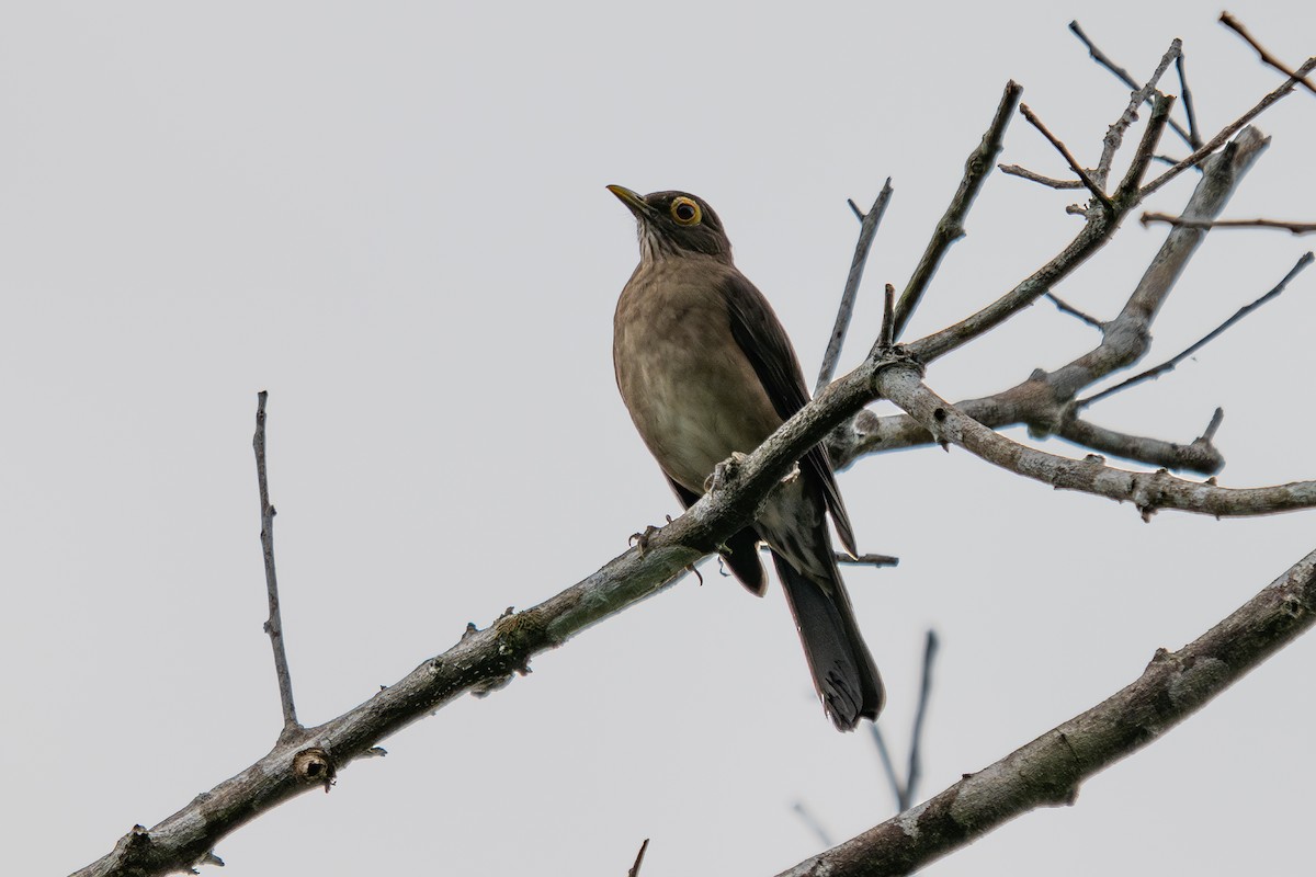 Spectacled Thrush - ML643988535