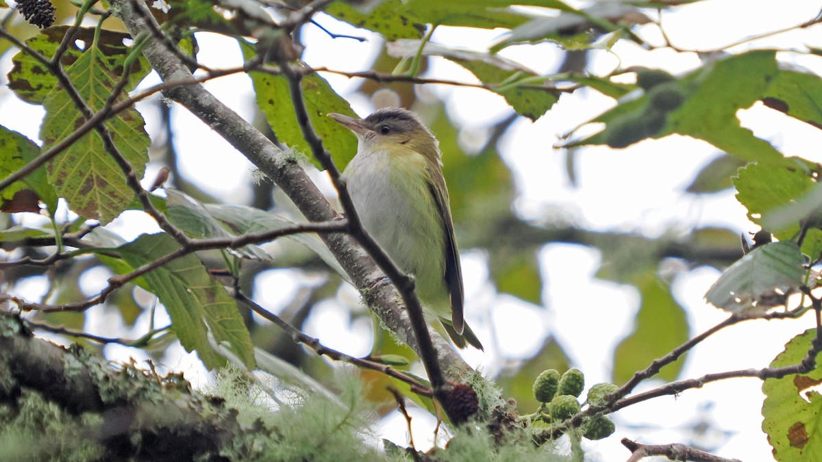 Yellow-green Vireo - ML643988546