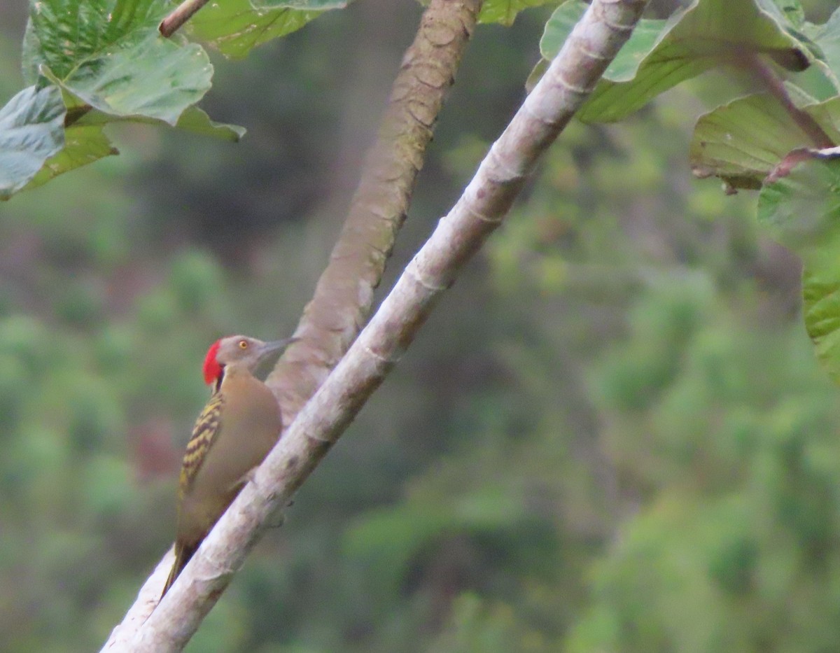 Hispaniolan Woodpecker - ML643988547