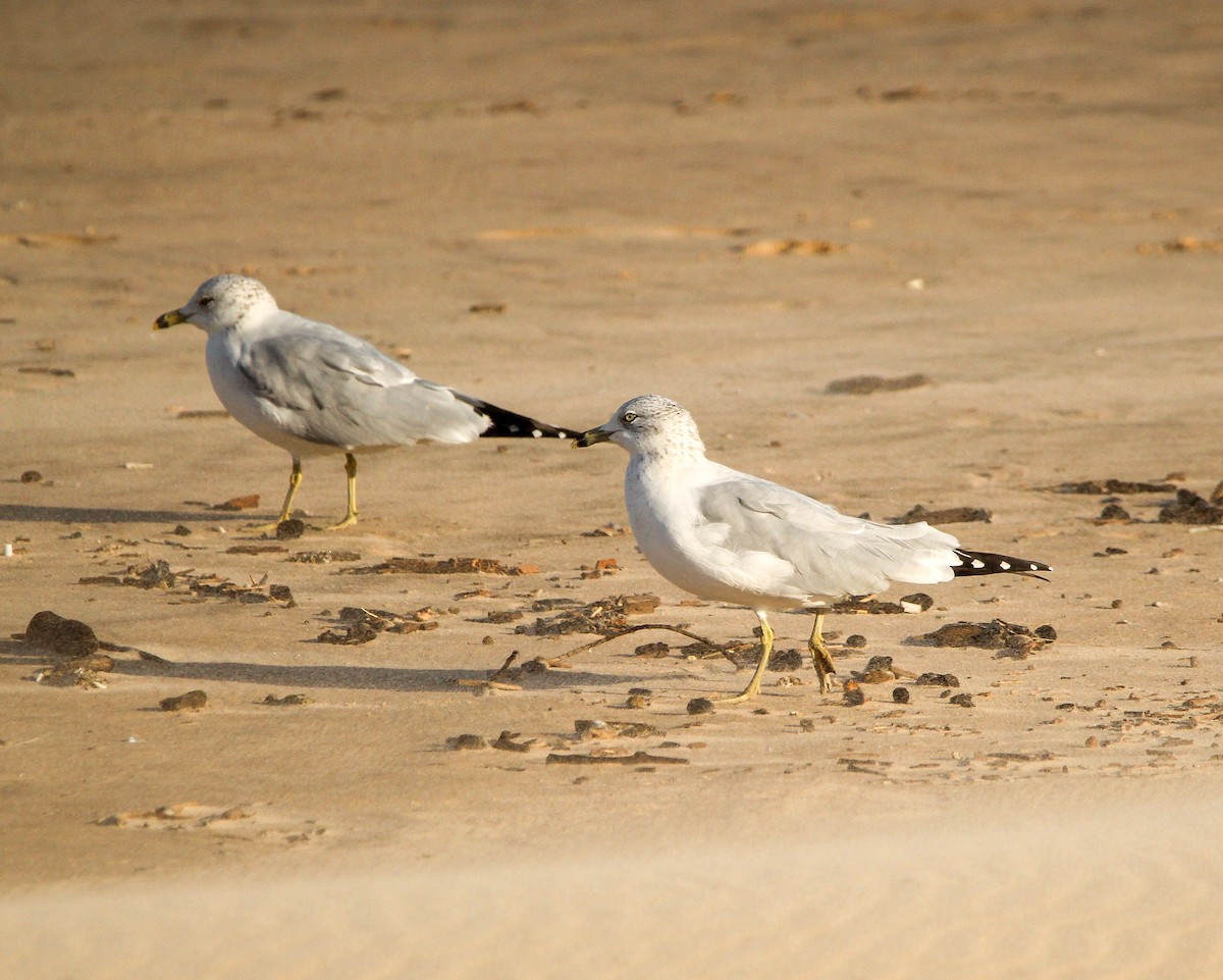 Ring-billed Gull - ML643988558