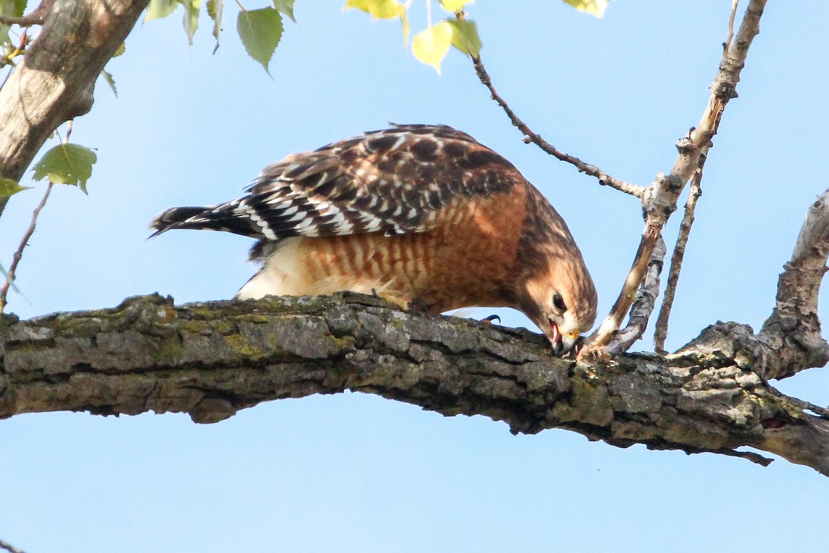 Red-shouldered Hawk - ML643988567