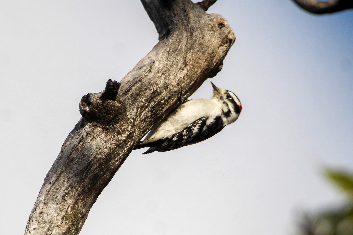 Downy Woodpecker - ML643988572