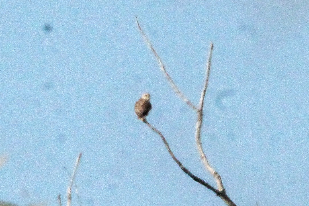 Merlin - ML643988573