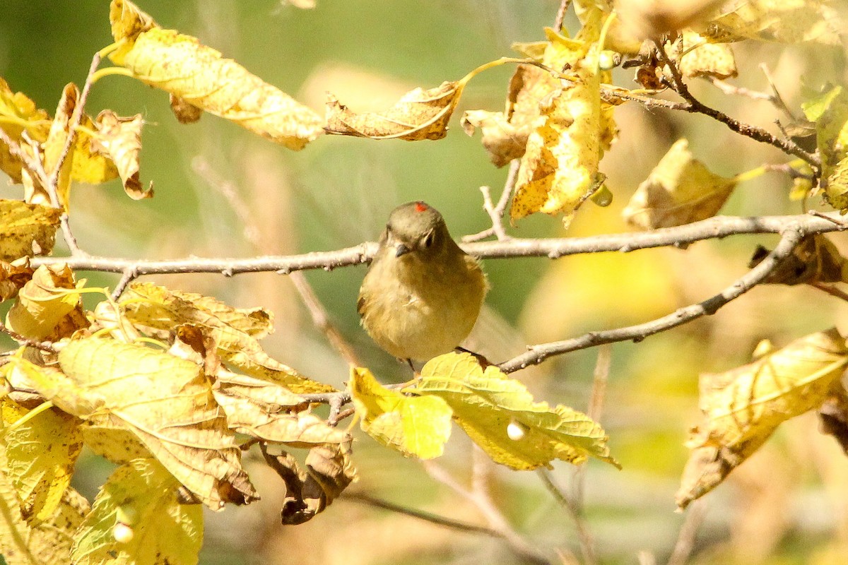 Ruby-crowned Kinglet - ML643988575