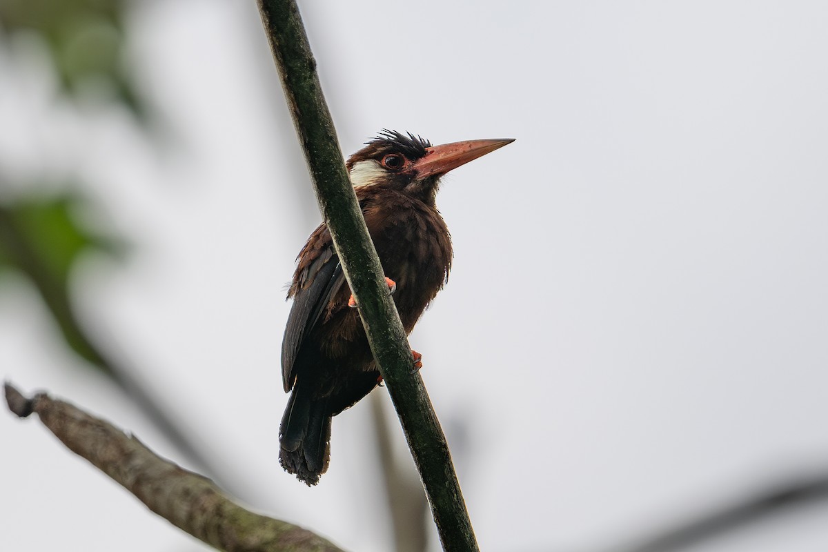 White-eared Jacamar - ML643988577