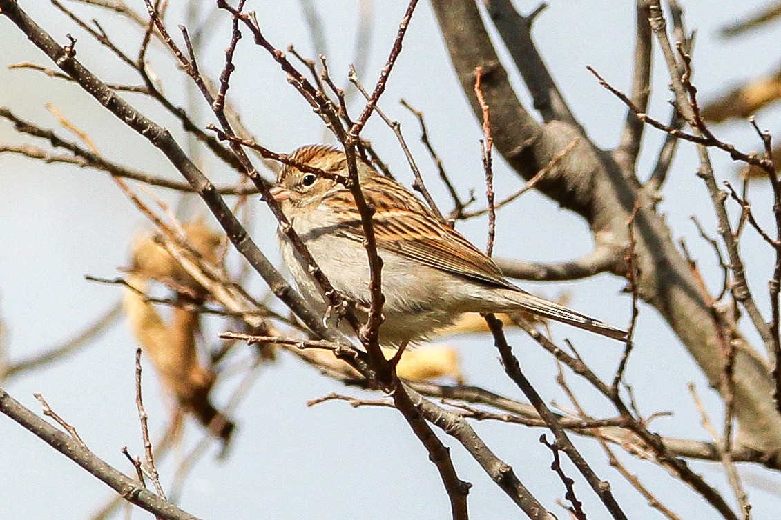 Chipping Sparrow - ML643988578