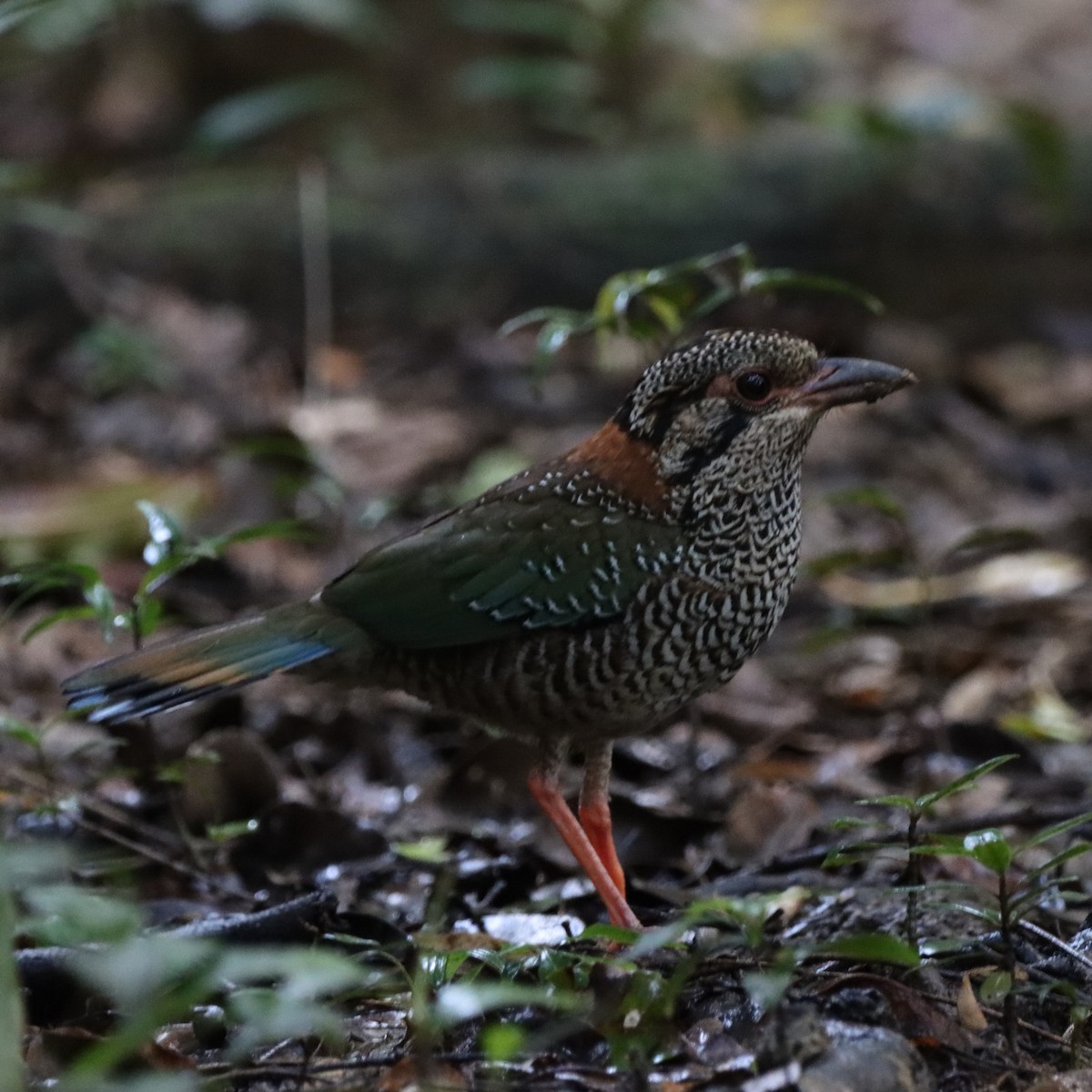 skjellmarkråke - ML643988582