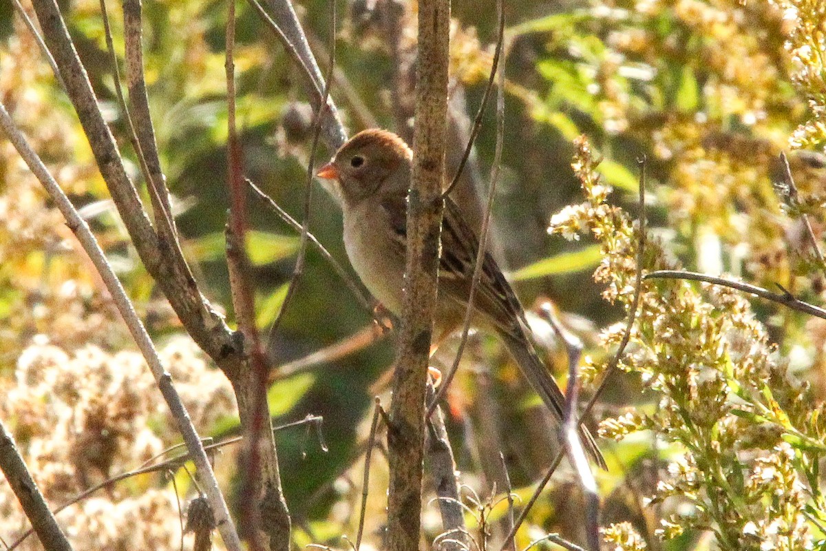 Field Sparrow - ML643988584