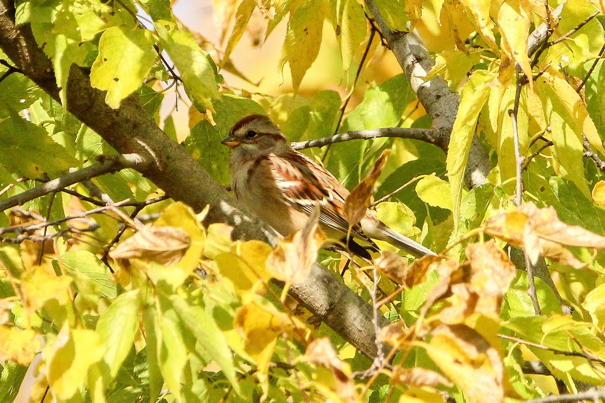 American Tree Sparrow - ML643988585