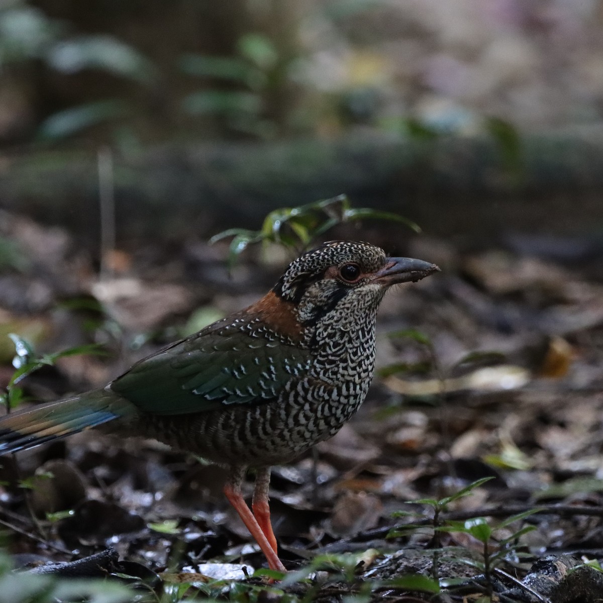 skjellmarkråke - ML643988586