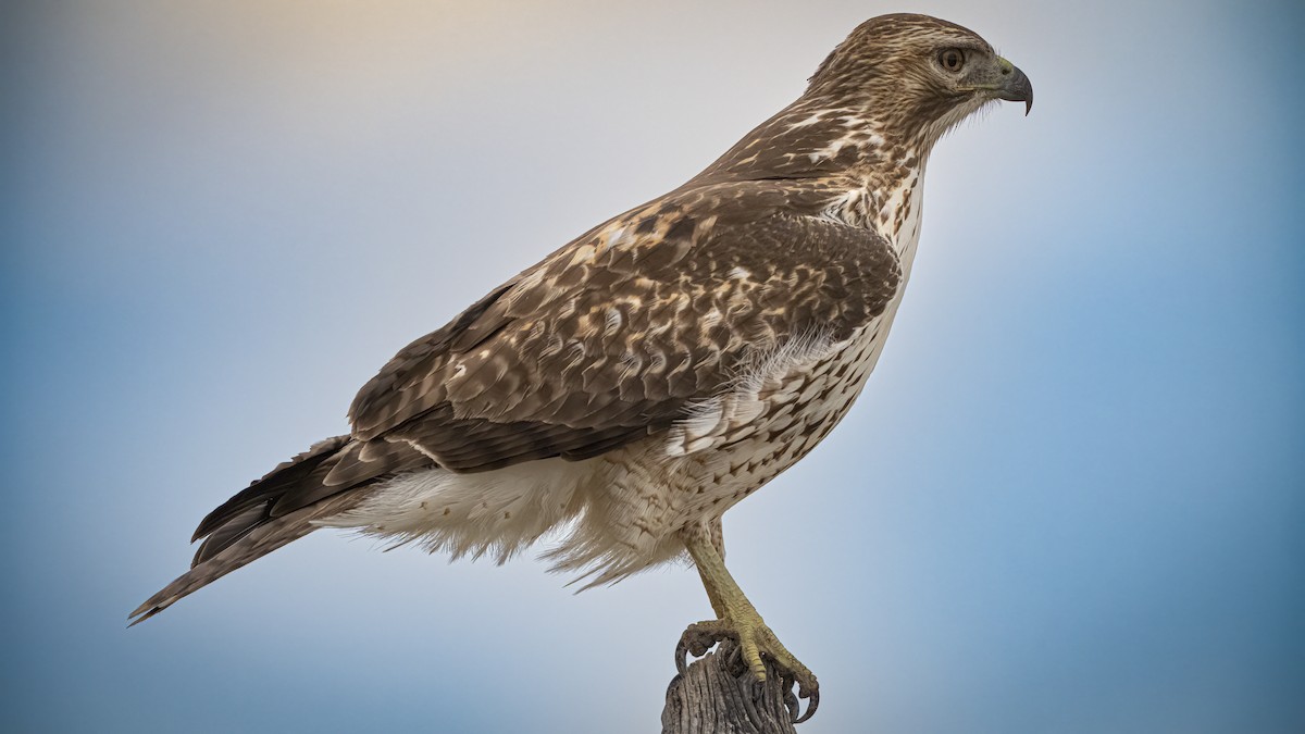 Red-tailed Hawk - ML643988590