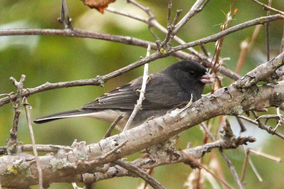 Dark-eyed Junco - ML643988591