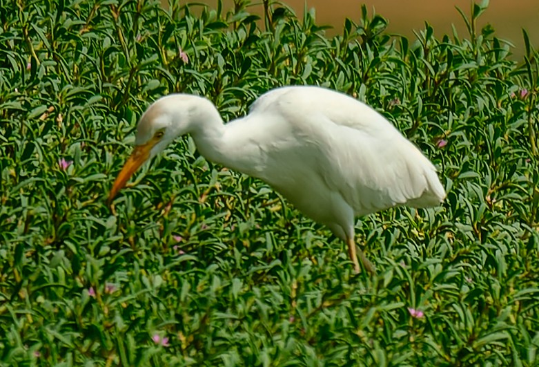 Western Cattle-Egret - ML643988594