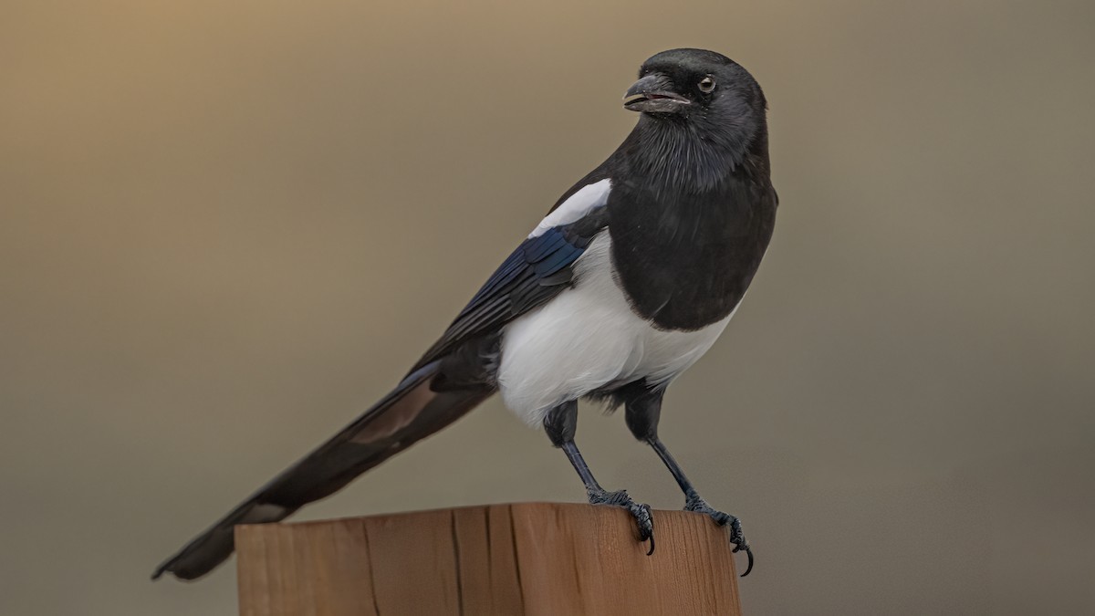 Black-billed Magpie - ML643988595