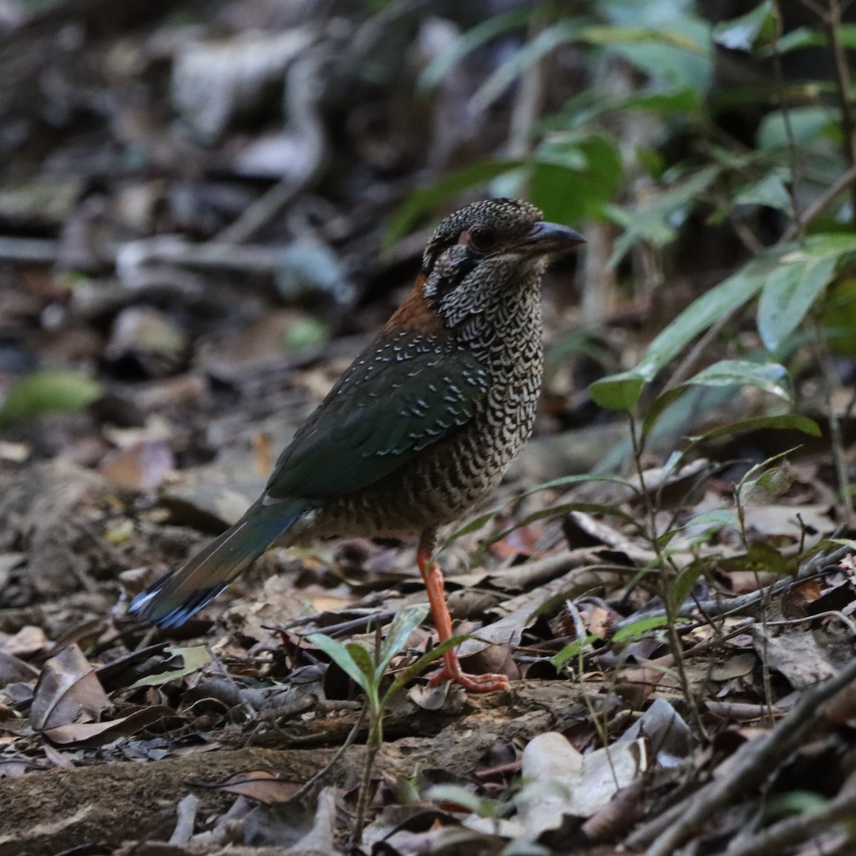 skjellmarkråke - ML643988597