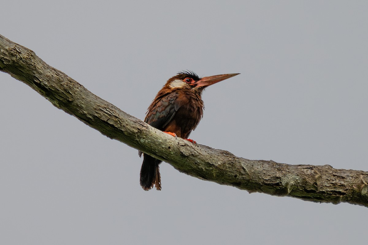 White-eared Jacamar - ML643988598