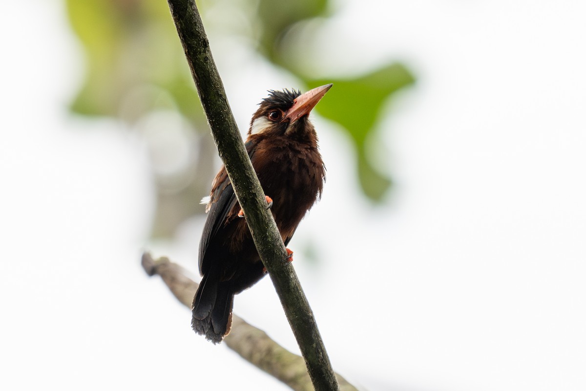 White-eared Jacamar - ML643988599