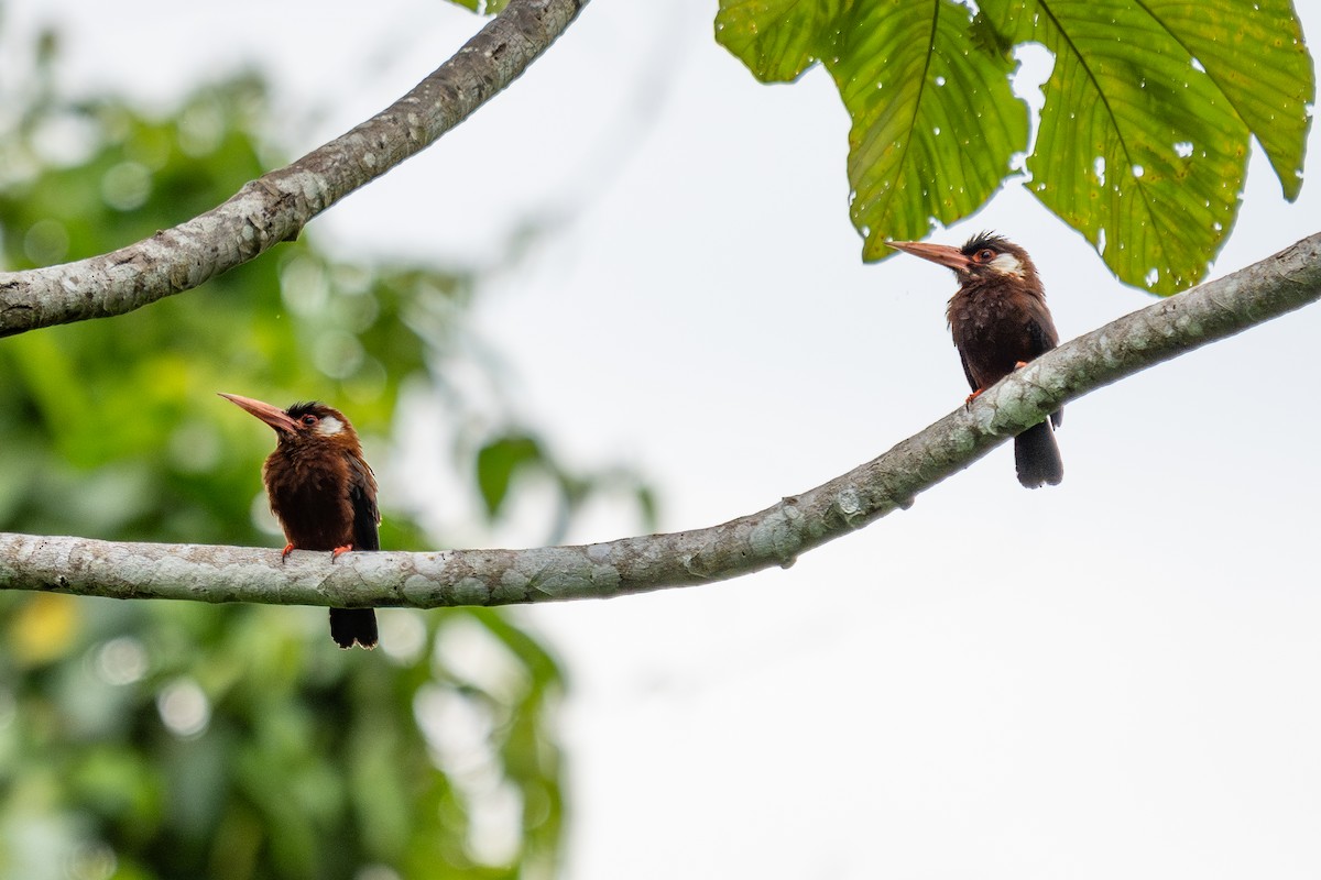 White-eared Jacamar - ML643988600