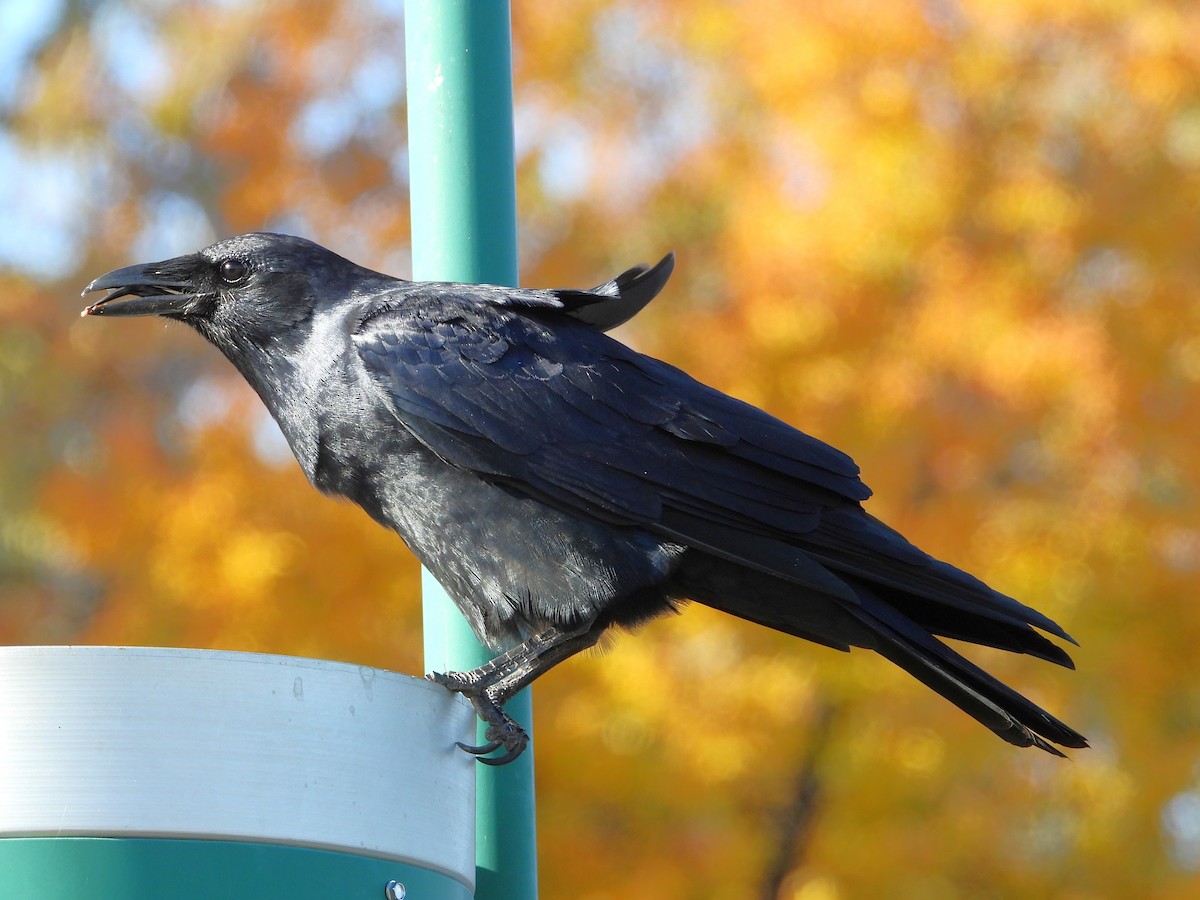 Fish Crow - ML643988603
