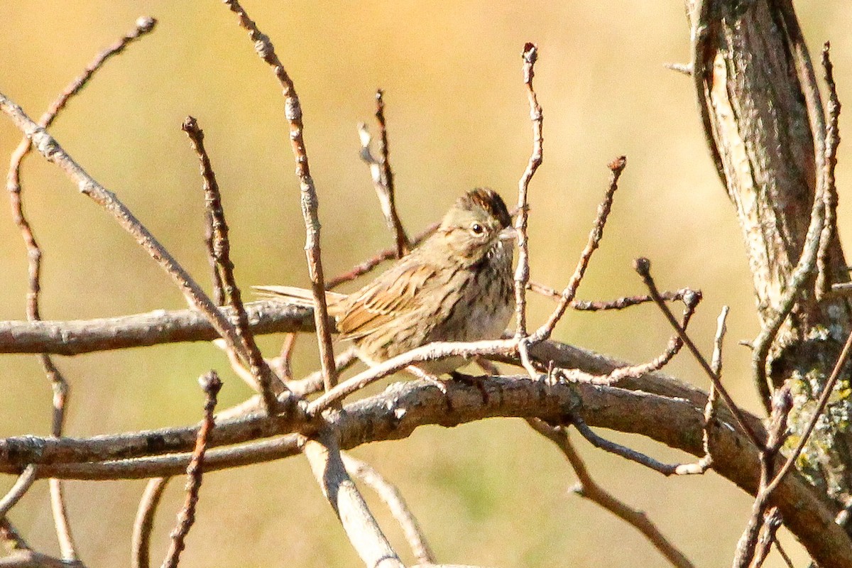 Lincoln's Sparrow - ML643988605