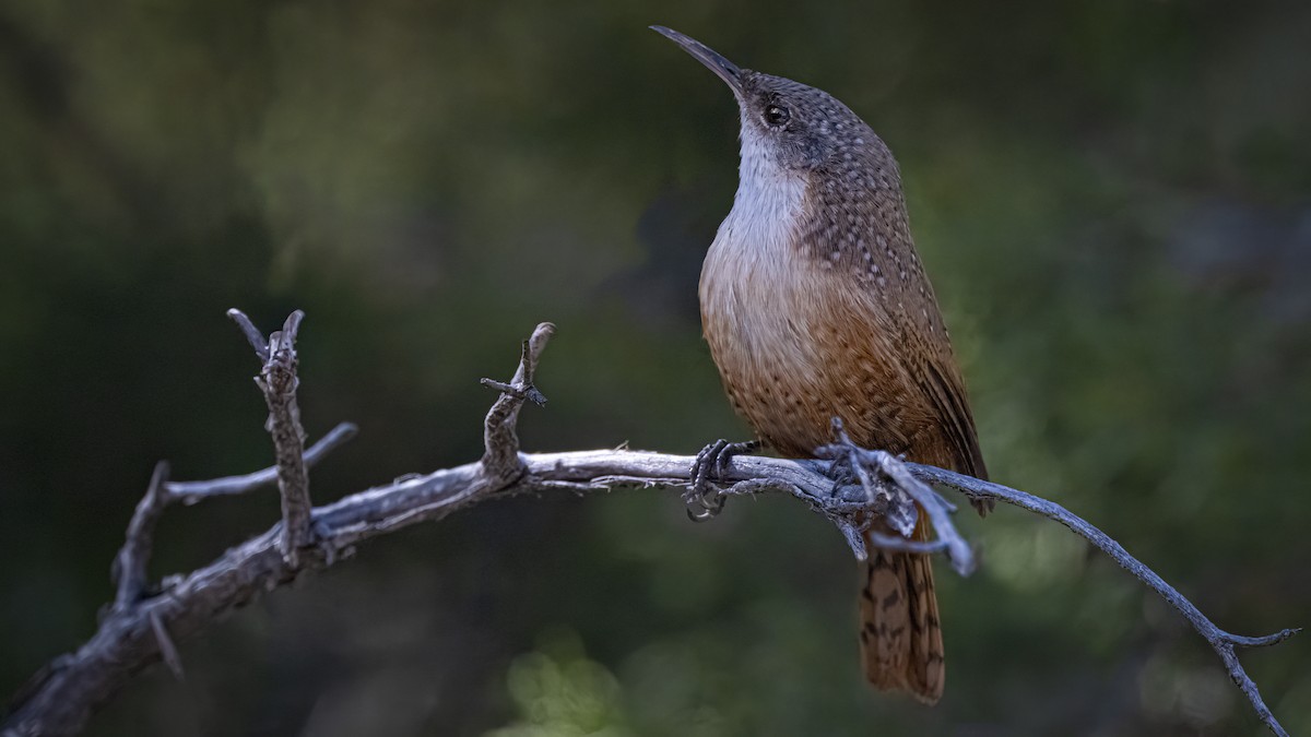 Canyon Wren - ML643988607