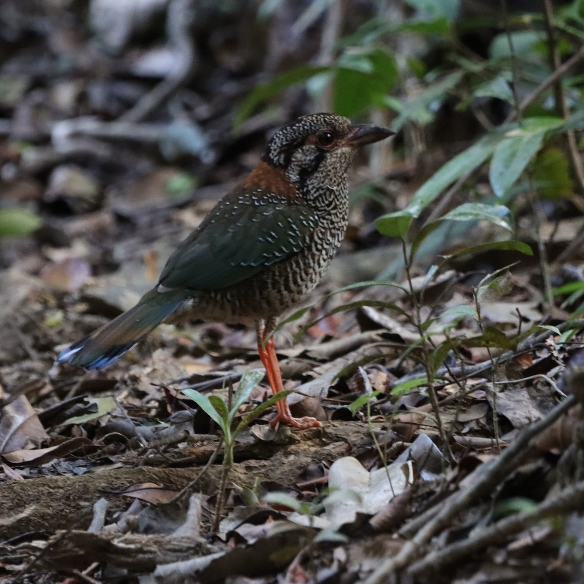 skjellmarkråke - ML643988608