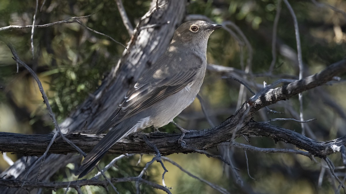 Townsend's Solitaire - ML643988611