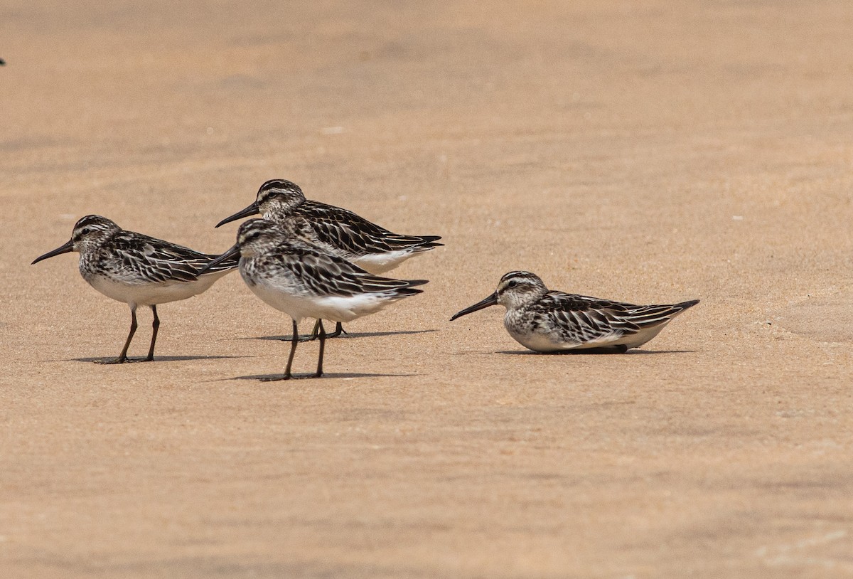 Грязовик - ML643988616