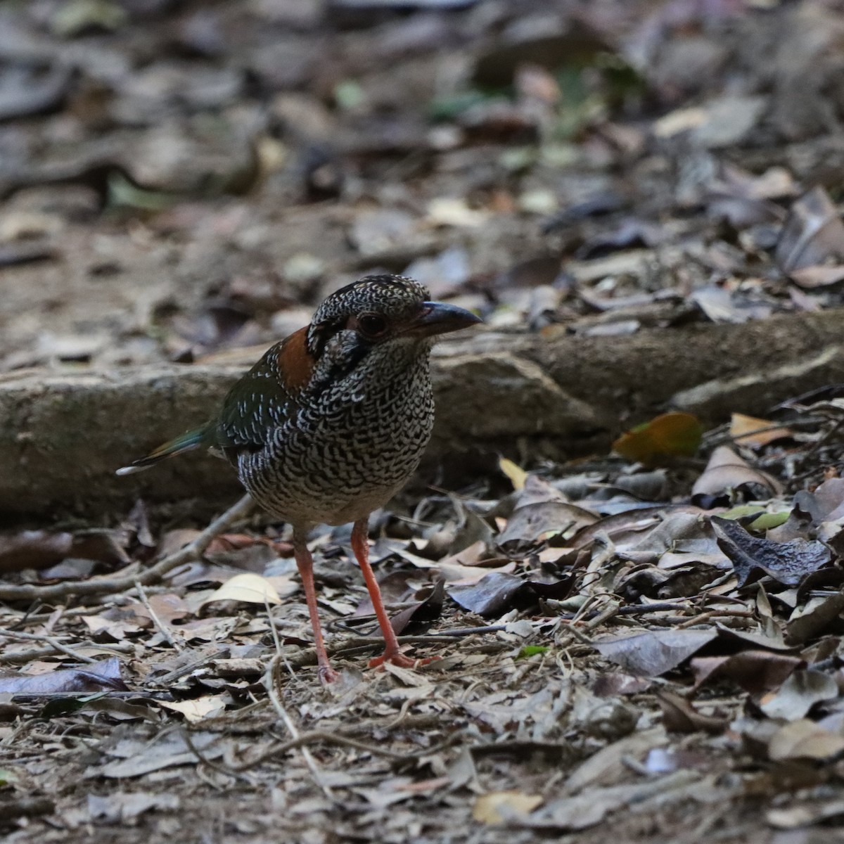 skjellmarkråke - ML643988617