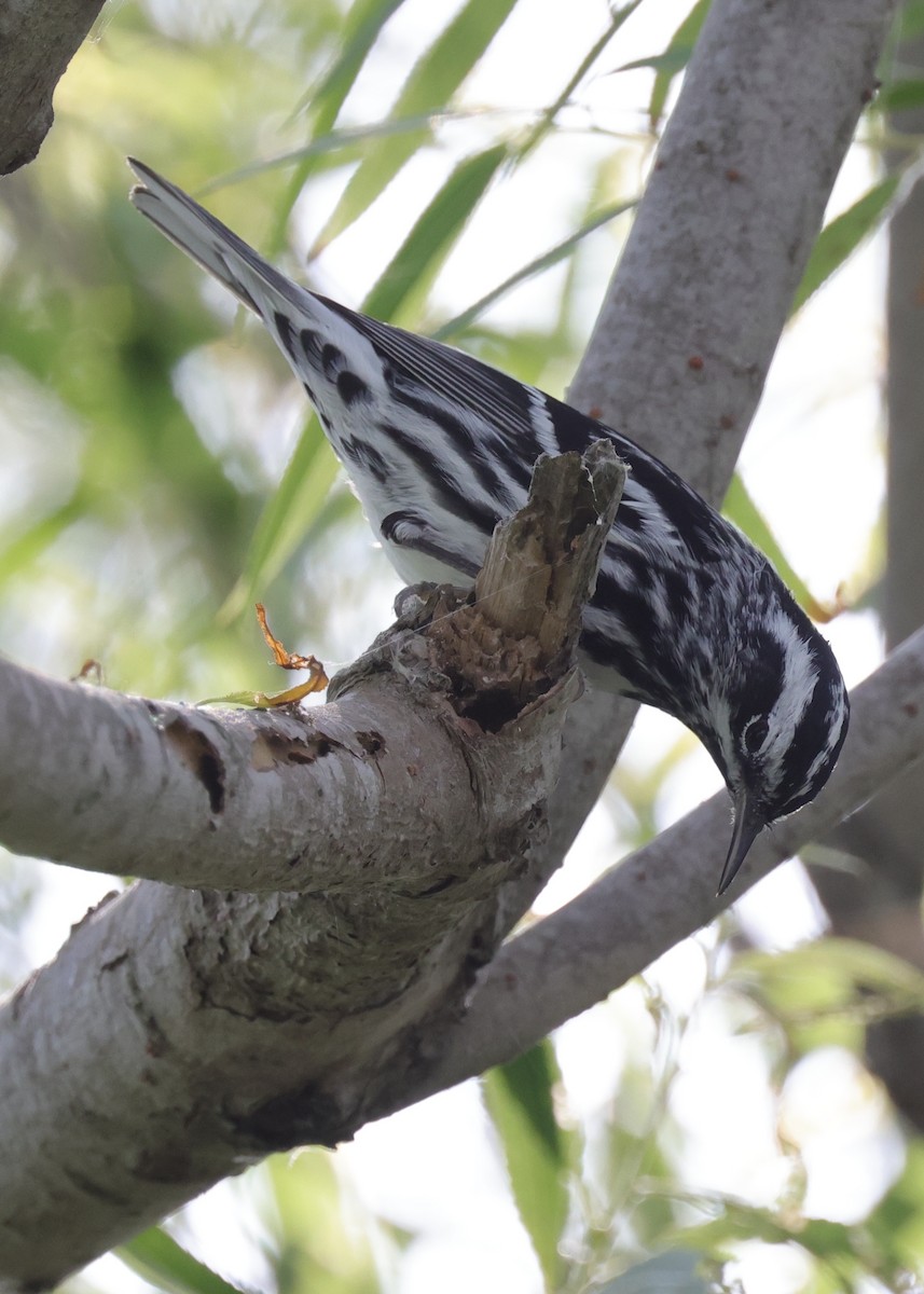 Paruline noir et blanc - ML643988620
