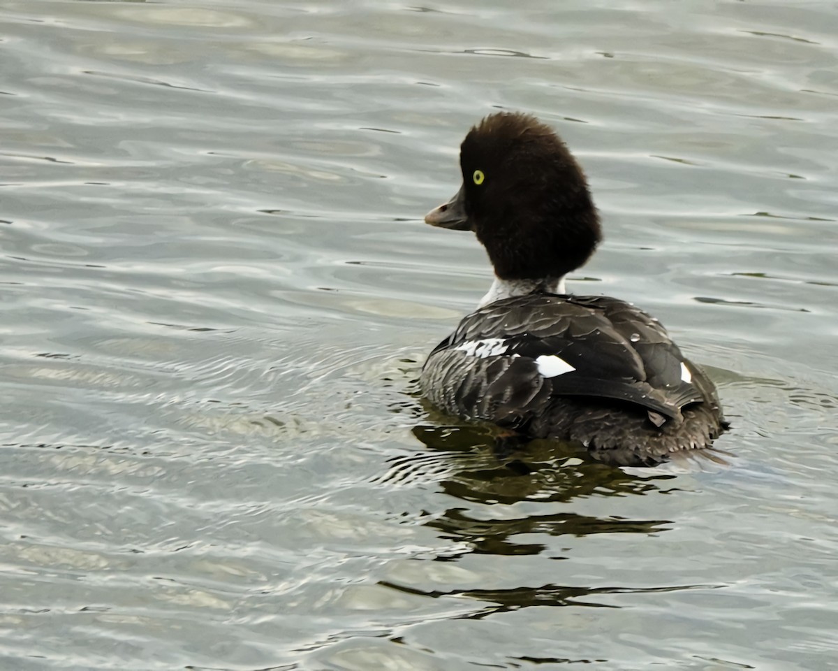 Barrow's Goldeneye - ML643988624