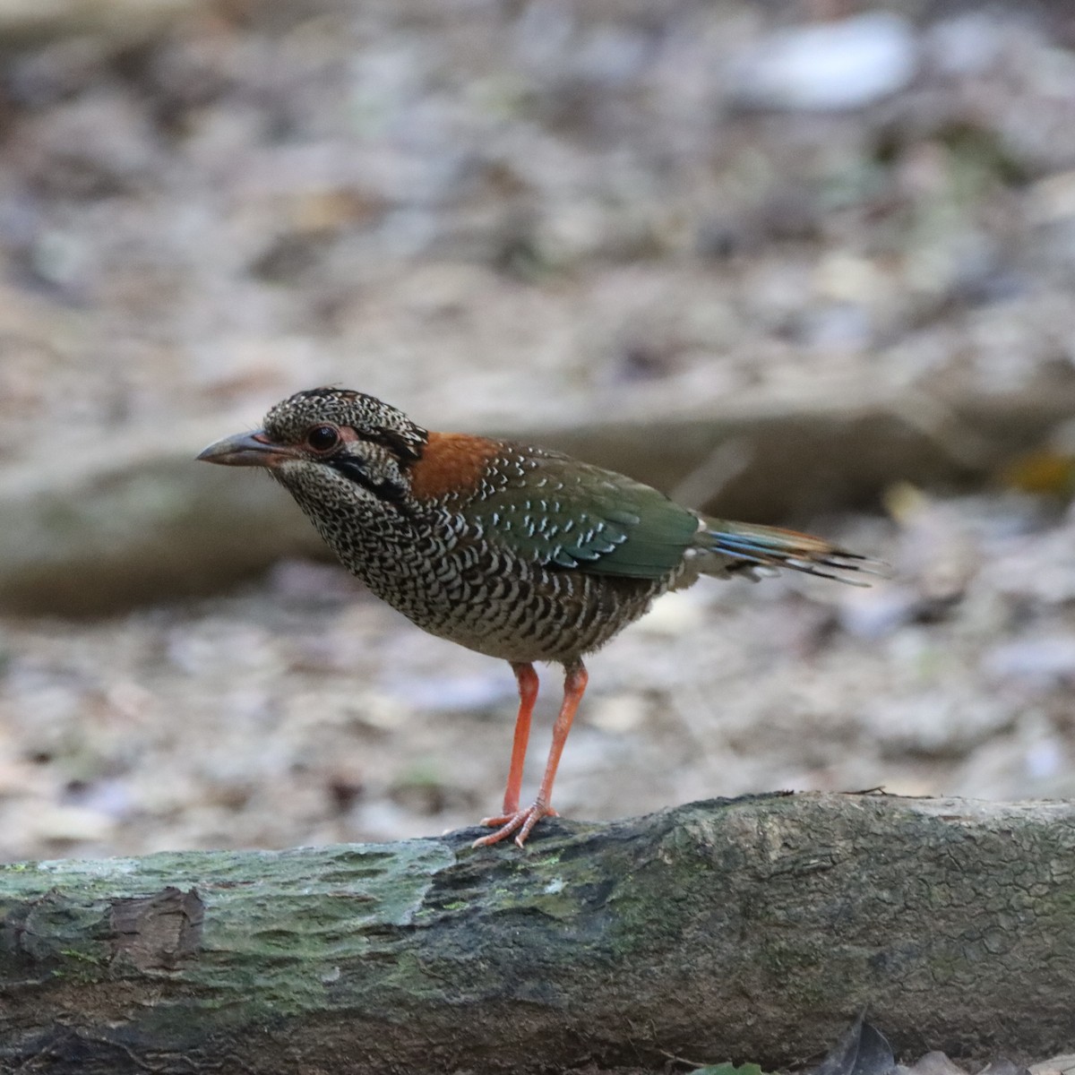 skjellmarkråke - ML643988625