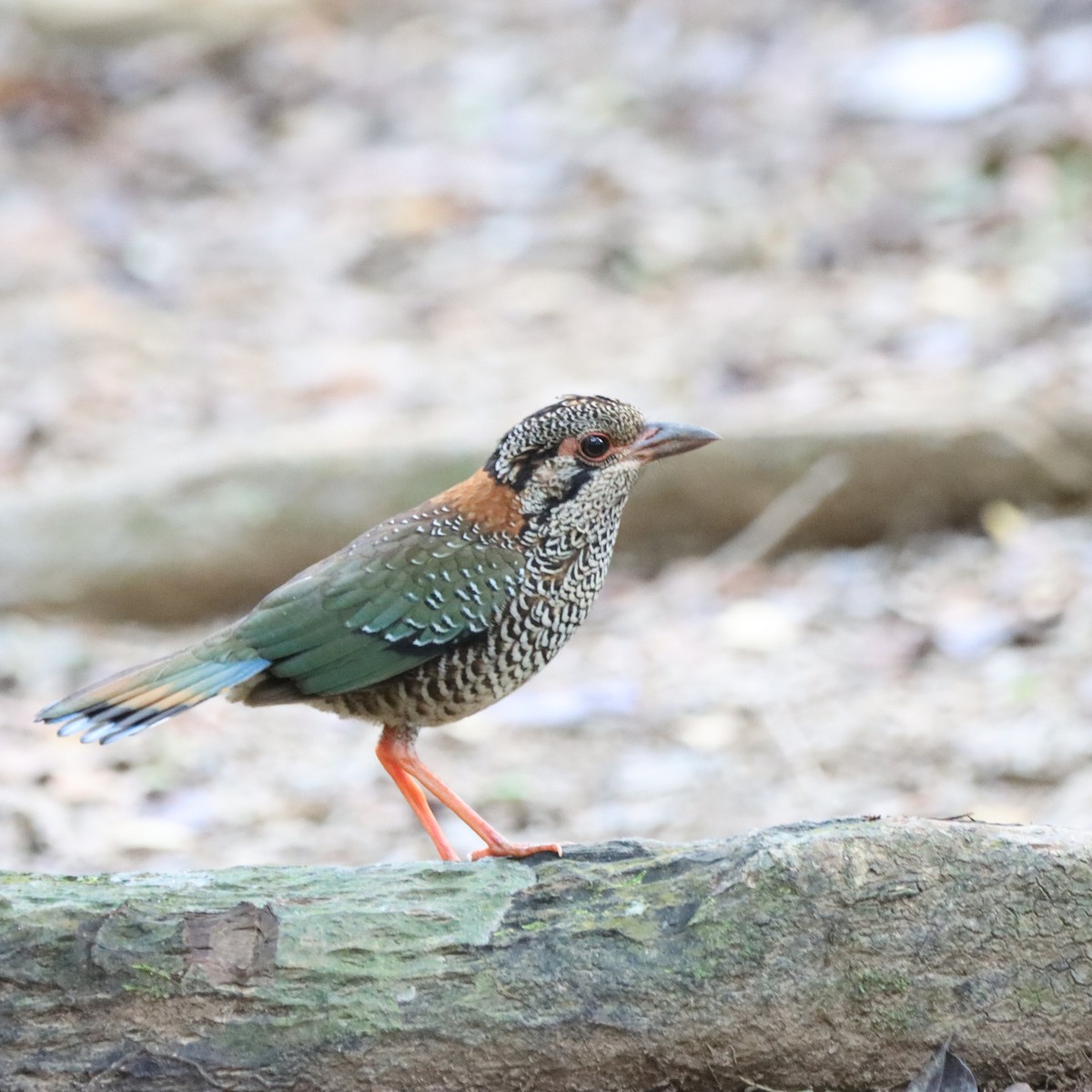 skjellmarkråke - ML643988628