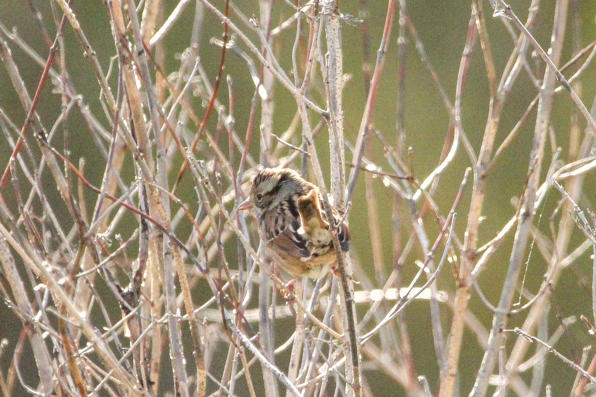 Swamp Sparrow - ML643988632
