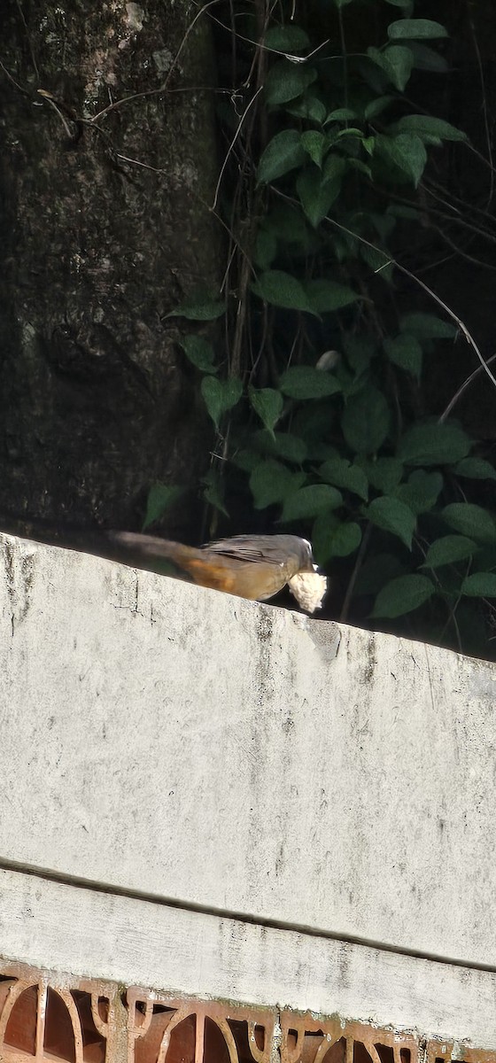 Cinnamon-bellied Saltator - ML643988635