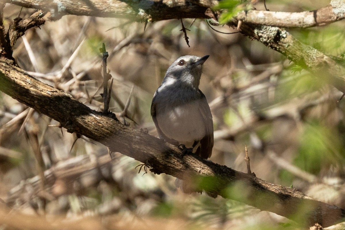 Gray Tit-Flycatcher - ML643988644
