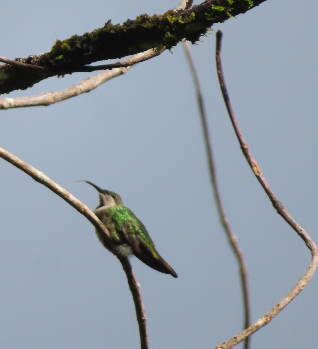 Hispaniolan Mango - ML643988655