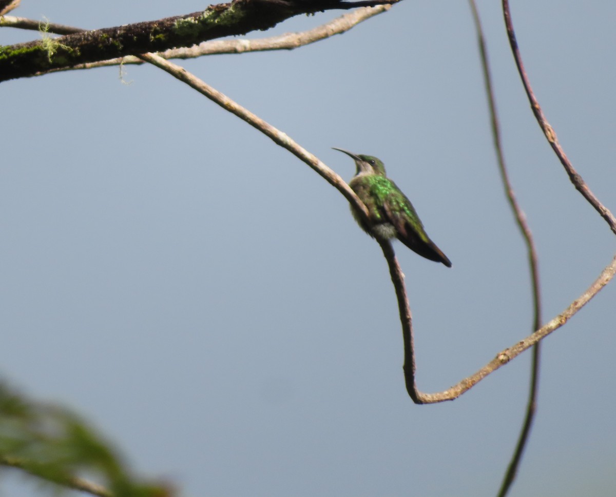 Hispaniolan Mango - ML643988656