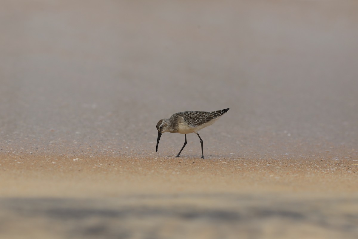 Curlew Sandpiper - ML643988680