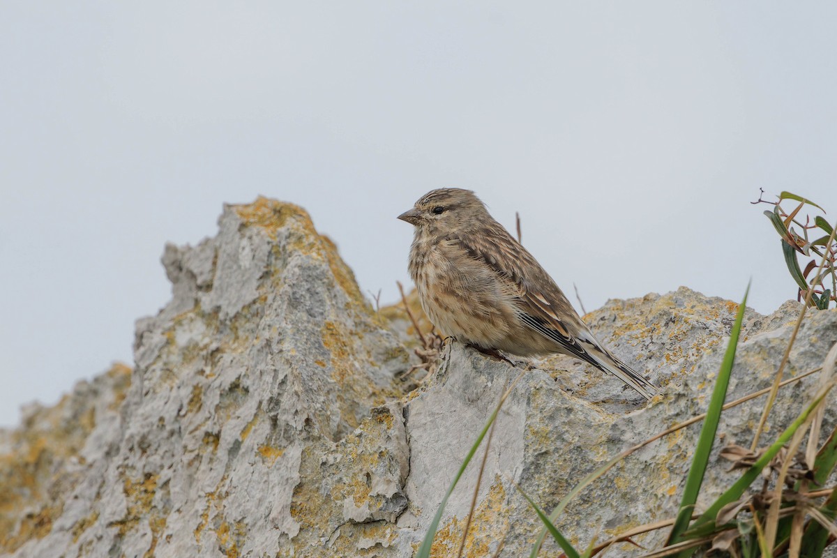 Eurasian Linnet - ML643988686