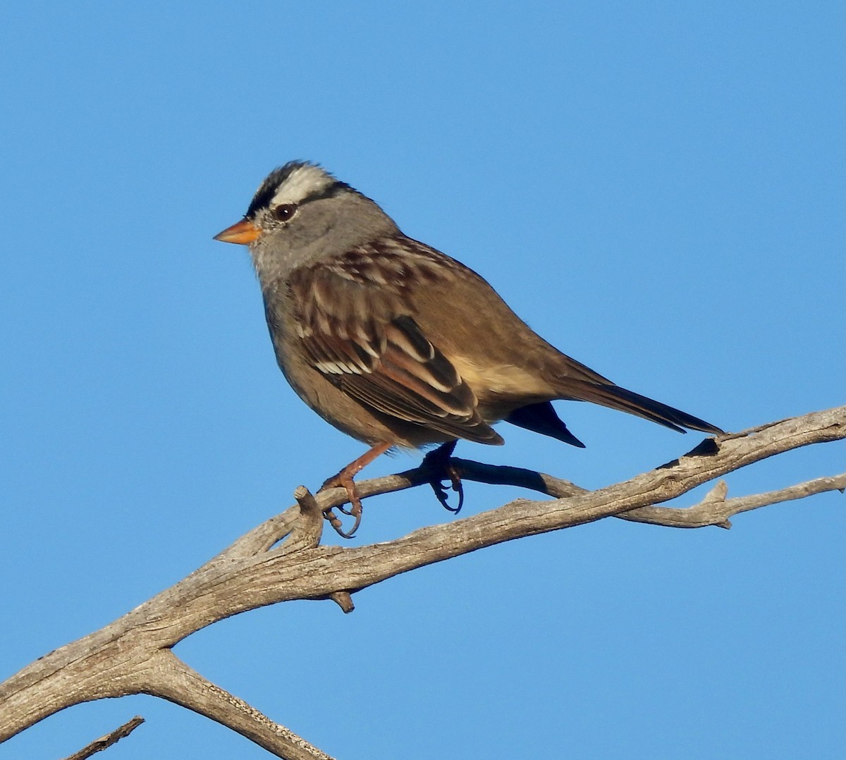 White-crowned Sparrow - ML643988690