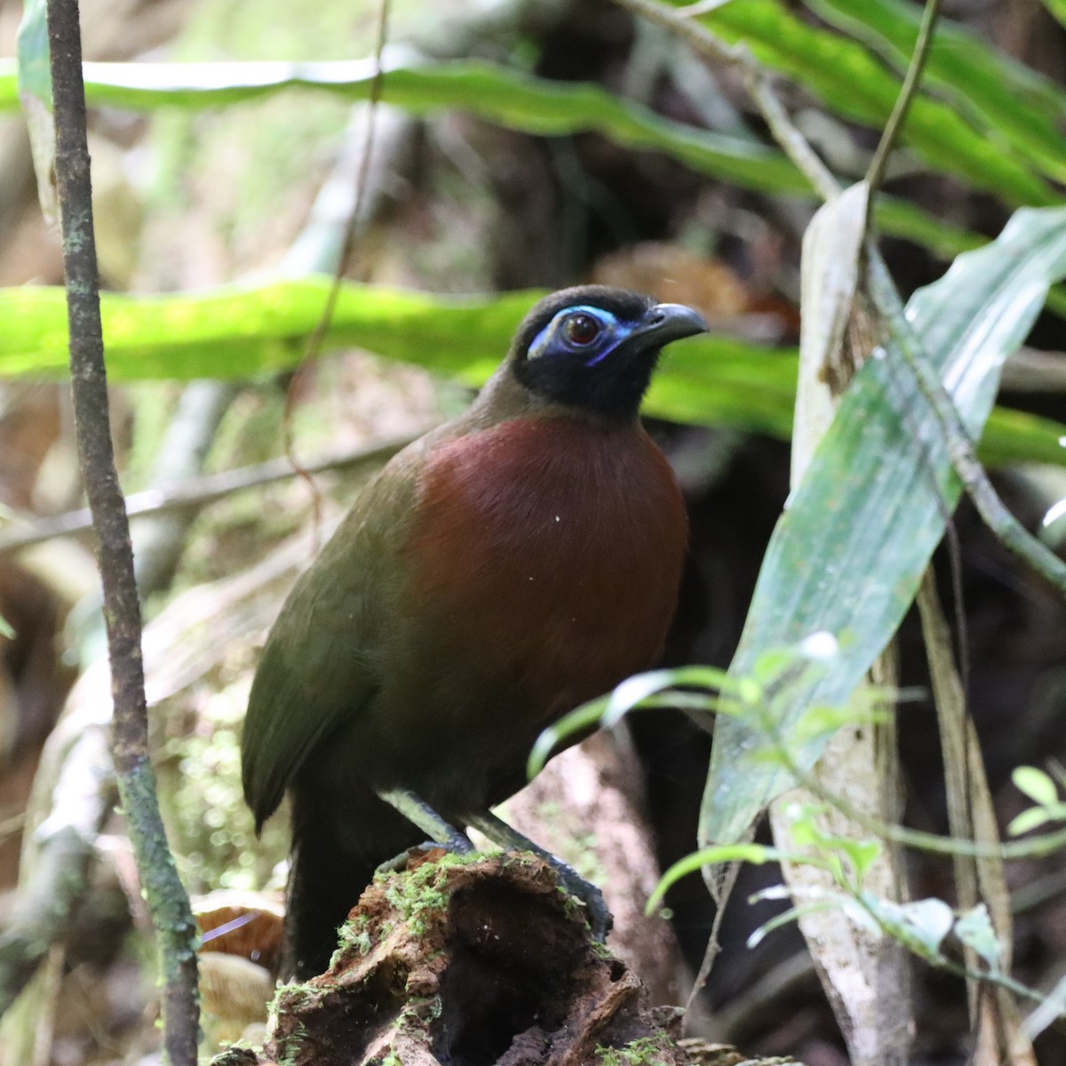 rødbrystkoa - ML643988716