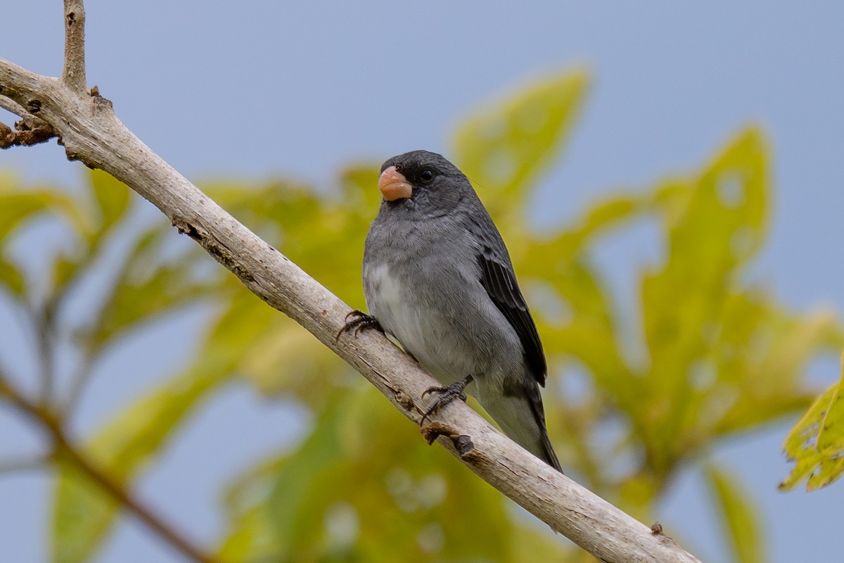 Gray Seedeater - ML643988719