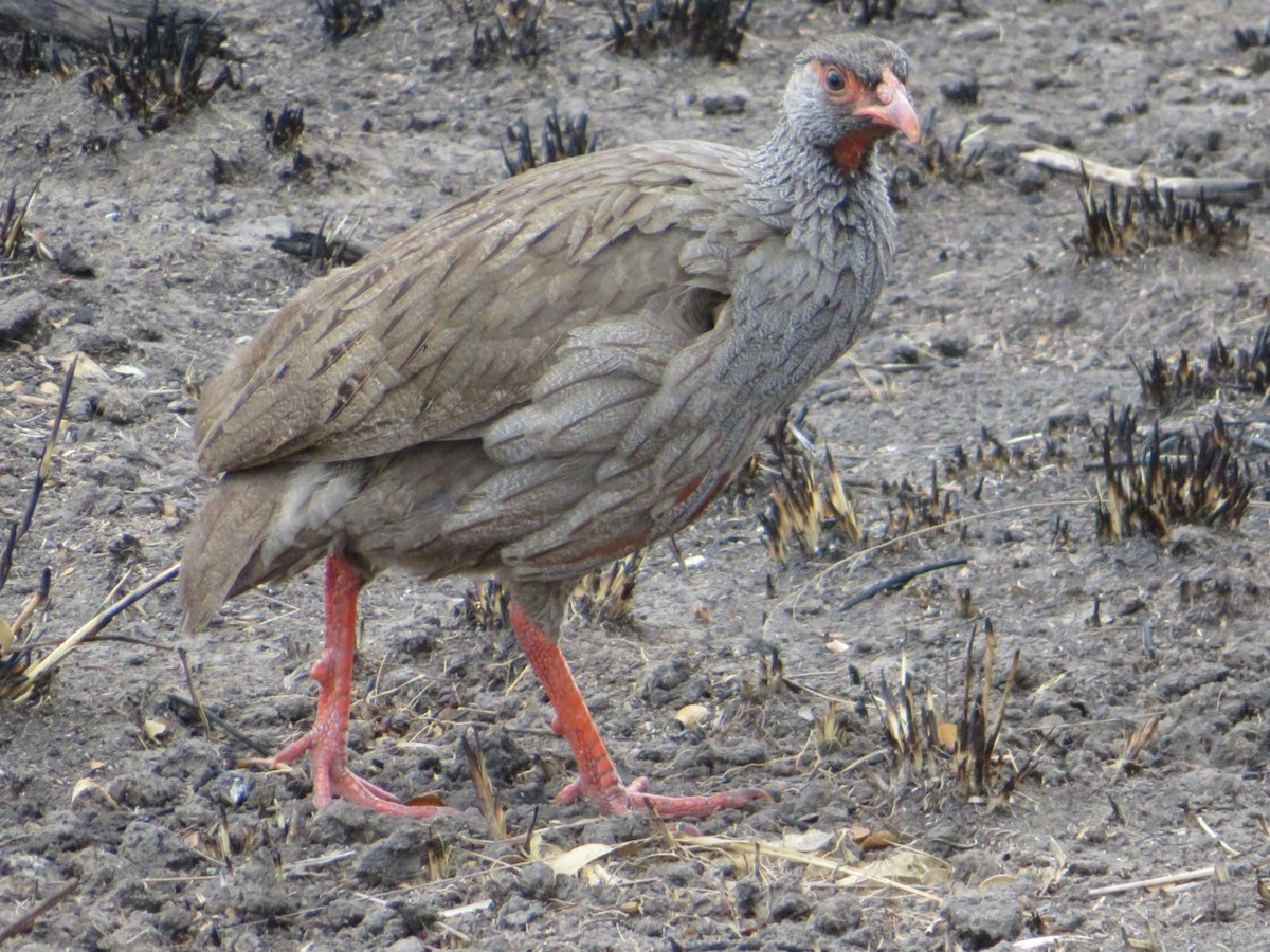 Red-necked Spurfowl - ML643988721