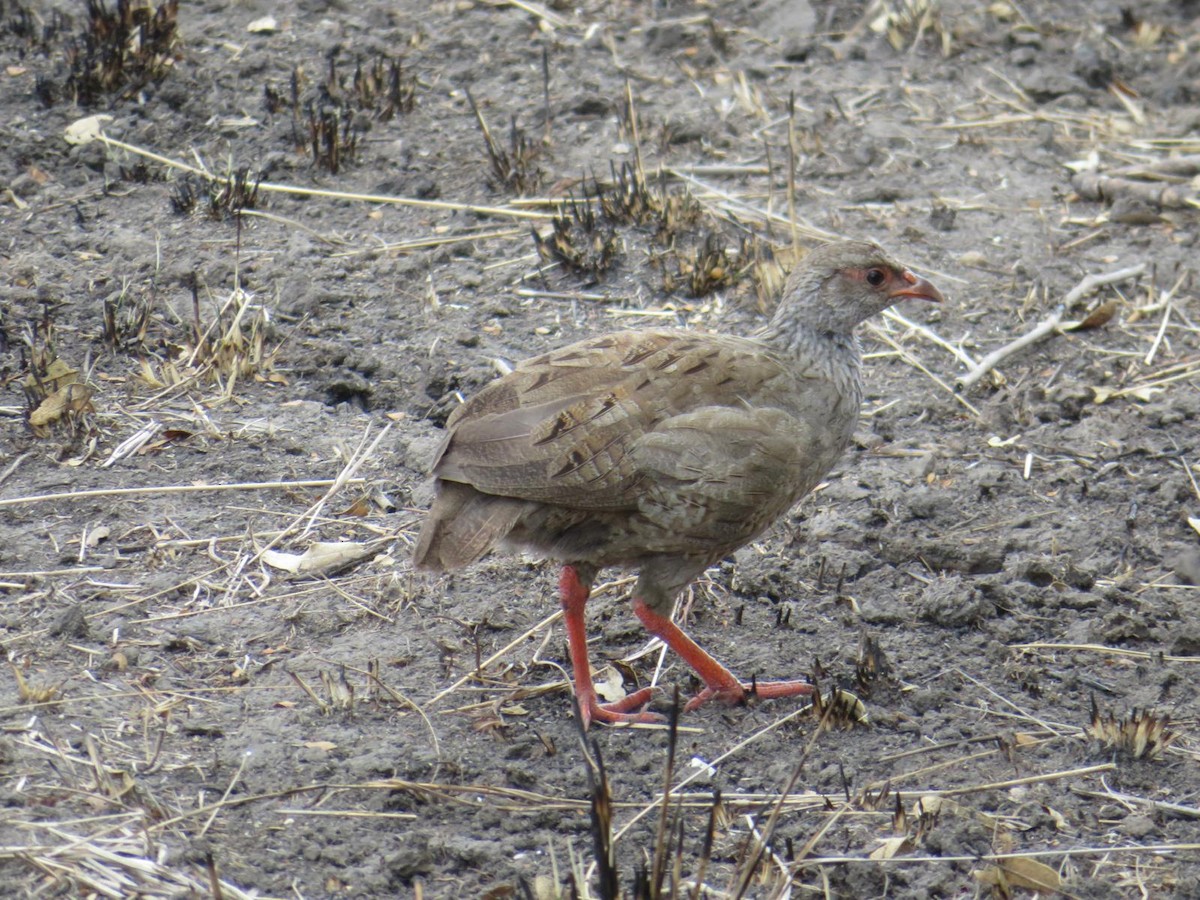 Red-necked Spurfowl - ML643988722