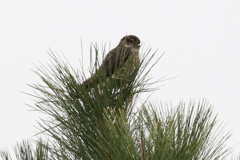 Merlin (Black) - ML643988723