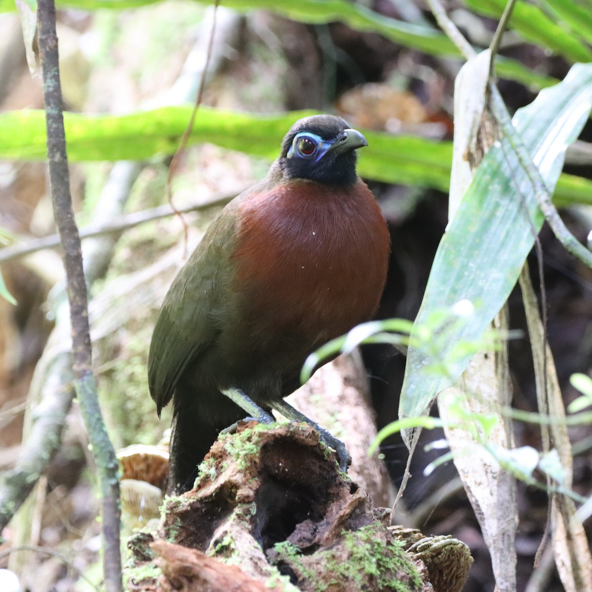 rødbrystkoa - ML643988724