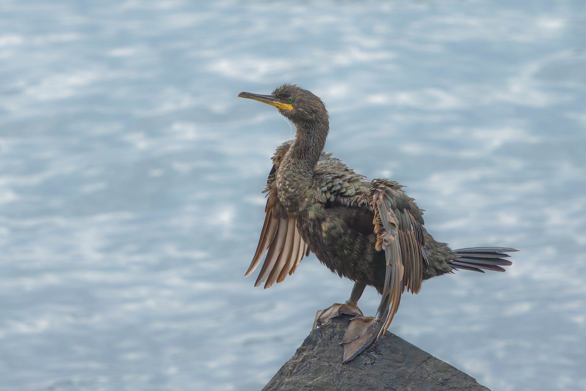 European Shag - ML643988725